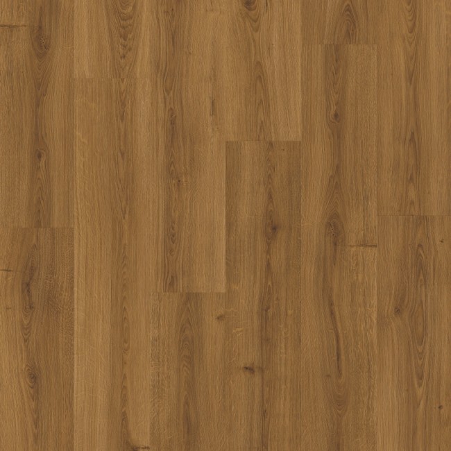 AVMPU40315 Dąb karmelowy botaniczny